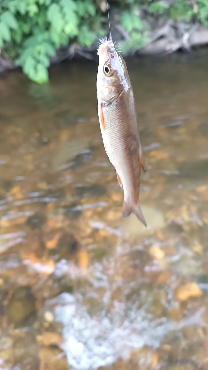 menkata069's tweet photo. 初のテンカラでエゾウグイ爆釣した(笑)

合わせるの難しい そもそも渓流釣りが初めてだわ https://t.co/gNJdZ2AWSH