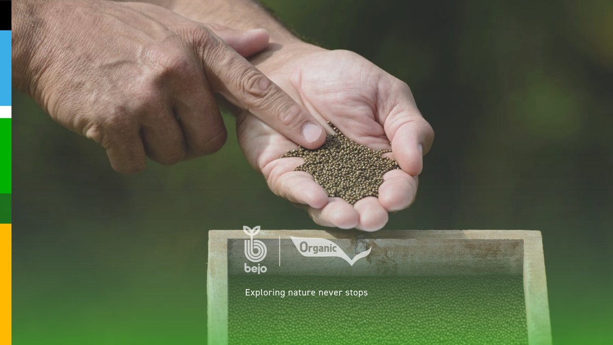 BejoBenelux's tweet photo. 🌱Onze biologische zaadcoating is gemaakt van natuurlijke materialen. Het voordeel van zaadcoating is het gladdere zaadoppervlak en minder stofontwikkeling van het zaad, wat resulteert in een betere zaaibaarheid. Lees meer👉🏼https://t.co/lyUmTgdo3d.

#Organic #Bejo #zaadcoating https://t.co/rPk6wHYiHv