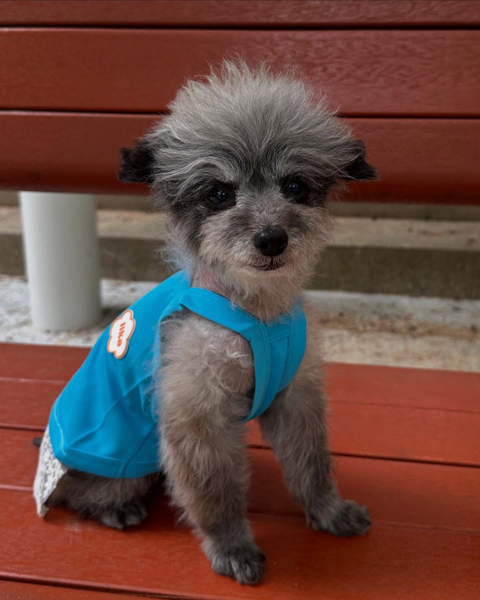 SNSD_0805's tweet image. [INSTAGRAM] dooeyuri:

와 드디어  컴백!! 권뚜이 주인언니가 드디어 내 계정 찾았어요 🥰🤭

#두이
#dooe

instagram.com/p/DLmNWrBhQ-l/