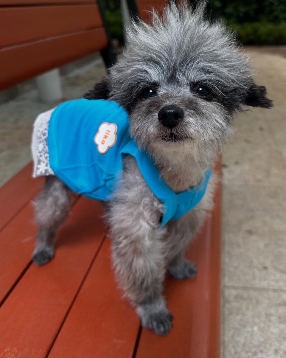 SNSD_0805's tweet image. [INSTAGRAM] dooeyuri:

와 드디어  컴백!! 권뚜이 주인언니가 드디어 내 계정 찾았어요 🥰🤭

#두이
#dooe

instagram.com/p/DLmNWrBhQ-l/