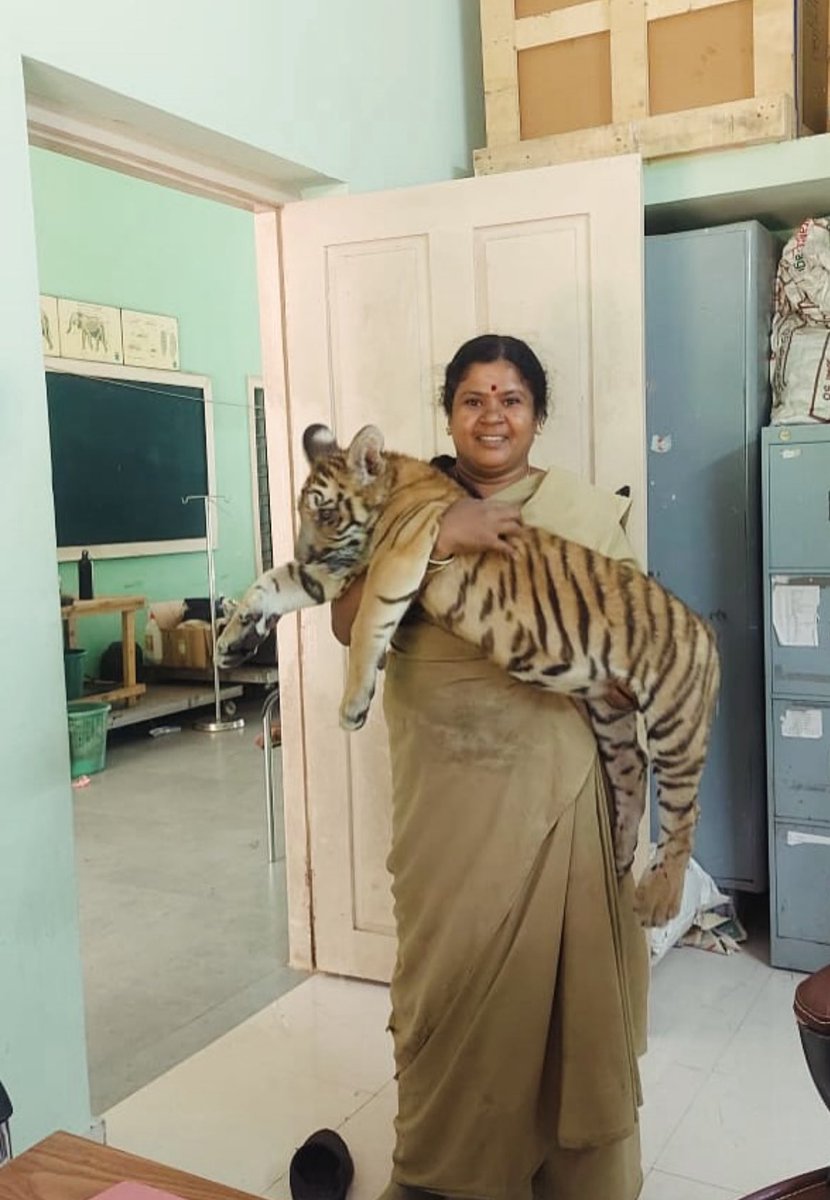 Meet Savithramma, the mother of orphaned wild animal cubs - Bannerghatta National Park - Bengaluru.

Huge Respect 🫡 🫶

#Bannerghatta #Bengaluru #Savithramma #Amma