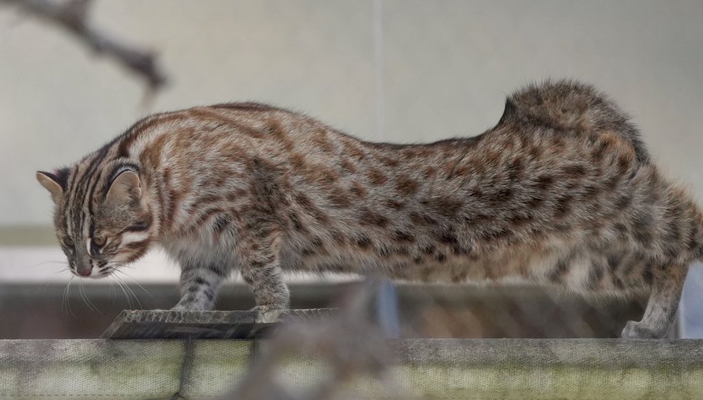 tama080707's tweet photo. のび〜る あざもちゃん😻
2024/12/12📷
#東山動植物園   
#京都市動物園
#ツシマヤマネコ 
#tsushimaleopardcat 
#Azamo https://t.co/YPdtRTIre8