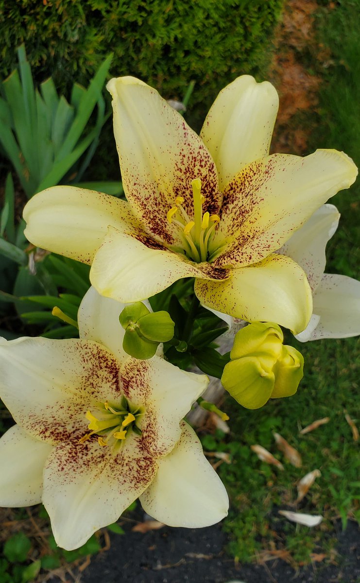 AMC APE (@michael68427413) on Twitter photo 