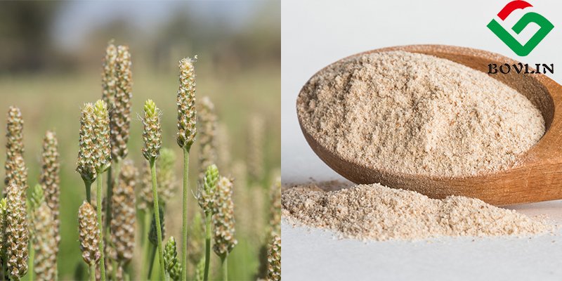 Bolinbiotech's tweet image. 🌾Psyllium husk=nature’s multitasker.
✔️Digestive relief
✔️Cholesterol control
✔️Blood sugar balance
Try psyllium husk powder!
Mix 1 tsp+H2O=smoother digestion + staying power.
Mix with water or add to smoothies—easy, tasteless, life-changing.
#WellnessWin #FiberBoost #LifeHack