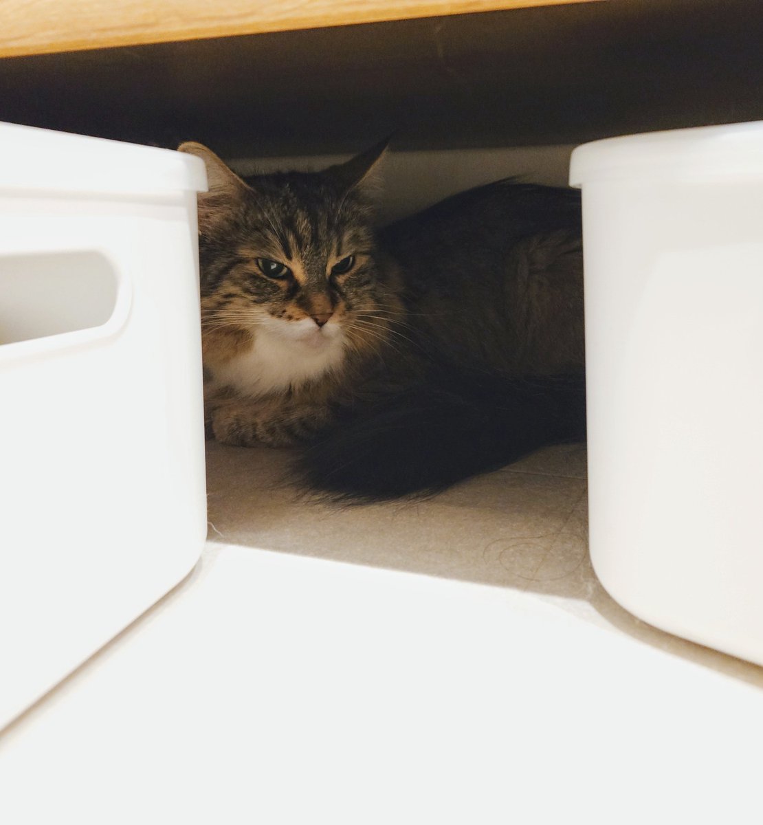 kanikama710's tweet photo. 雷でご機嫌斜め🌩️😾

#猫のいる暮らし 
#ノルウェージャンフォレストキャット https://t.co/0CMD4dSAmi