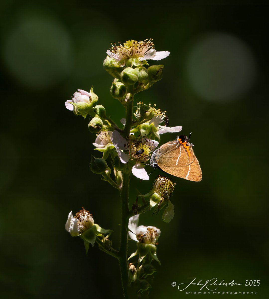 oldman65Suffolk's tweet image. A White Letter Hairstreak on bramble blossom in dappled light in Dunwich Forest
30/06/2025