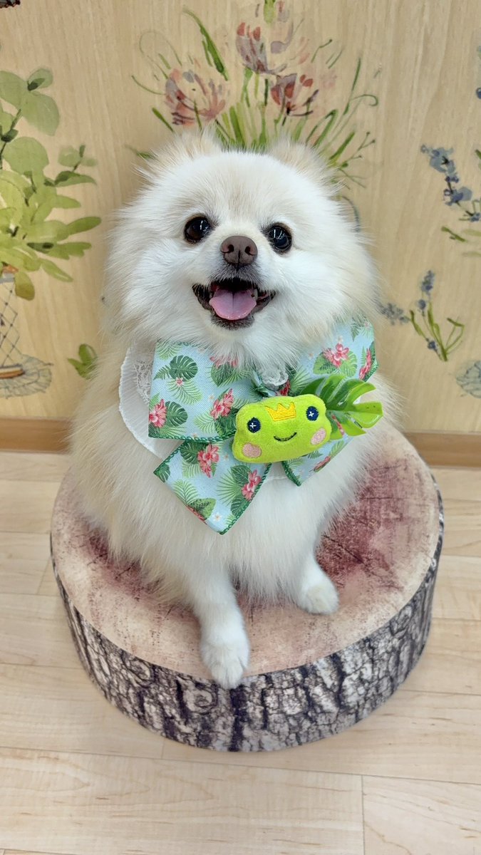 カエルさんのボク🐻‍❄️🐸

#ポメラニアン #wanko