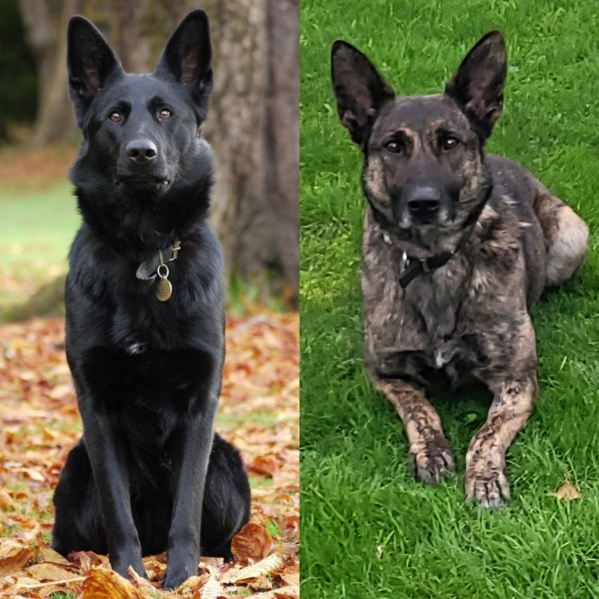 MerPolDogs's tweet image. After Matrix officers stopped a vehicle last night, a passenger made off carrying a knife. PD Poppy was up first, tracking the male to a garden and found him hiding. PD Yoko followed up and found the knife he'd ditched. Great teamwork! 🐾 #TeamWork #Arrested #WeaponRecovered