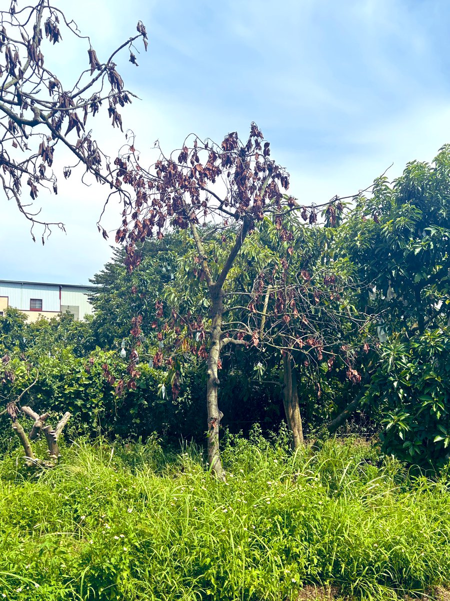 Tropical Plant Clinic & Research Lab tweet media