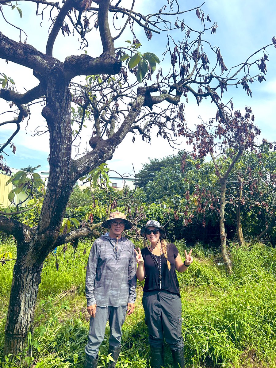 Tropical Plant Clinic & Research Lab tweet media