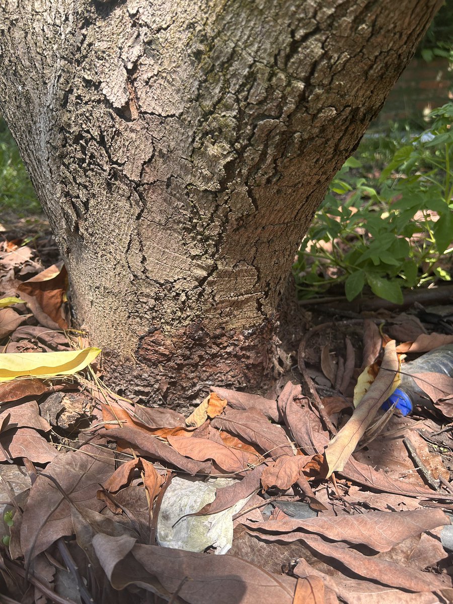 Tropical Plant Clinic & Research Lab tweet media