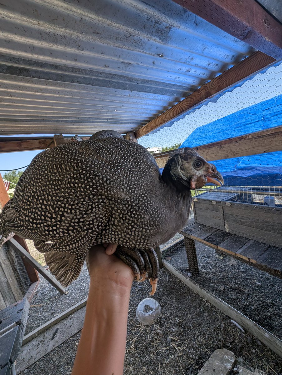 Mrflibbie's tweet image. Guinea fowl