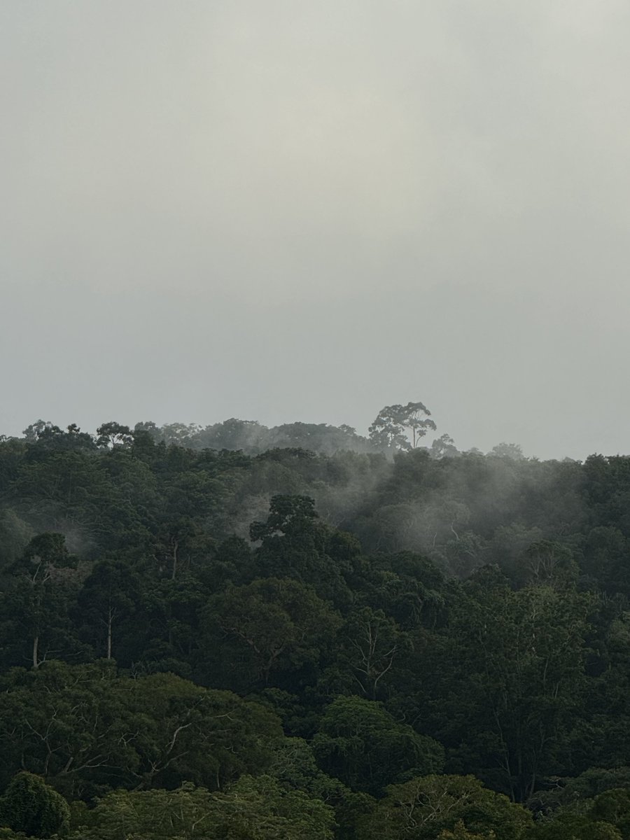 lostyouinmay's tweet image. เขาใหญ่ช่วงนี้ = อากาศเย็น มีหมอก โรแมนติกมาก