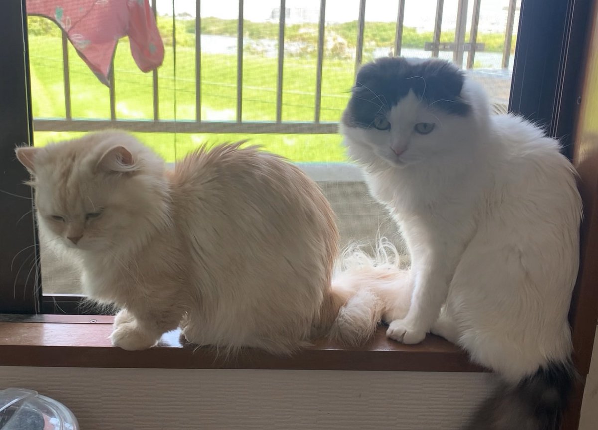 syakesobamaru's tweet photo. 縦列駐車
 #ねこのいる暮らし https://t.co/EcZPV6FRPL