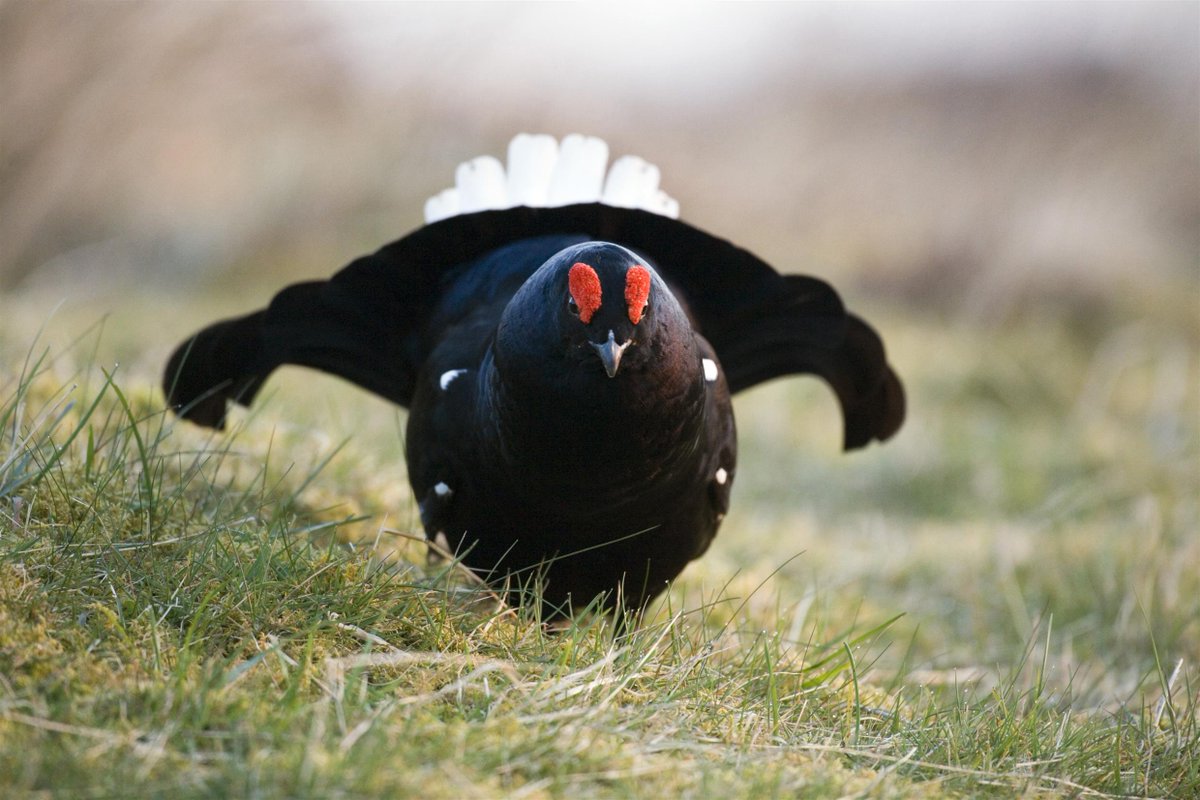 Nature Champions (@naturechampions) on Twitter photo 📣 <a href="/NatureChampions/">Nature Champions</a> News! 📣
<a href="/TessWhite4NE/">Tess White MSP</a> is the new #NatureChampion for the Black Grouse!
Tess will be working with <a href="/ScotLINK/">Scottish Environment LINK</a> member <a href="/RSPBScotland/">RSPB Scotland</a> to champion these iconic birds in <a href="/ScotParl/">Scottish Parliament</a>.
Find out more:
scotlink.org/species/black-…
📸 Andy Hay/RSPB images 📣 <a href="/NatureChampions/">Nature Champions</a> News! 📣
<a href="/TessWhite4NE/">Tess White MSP</a> is the new #NatureChampion for the Black Grouse!
Tess will be working with <a href="/ScotLINK/">Scottish Environment LINK</a> member <a href="/RSPBScotland/">RSPB Scotland</a> to champion these iconic birds in <a href="/ScotParl/">Scottish Parliament</a>.
Find out more:
scotlink.org/species/black-…
📸 Andy Hay/RSPB images