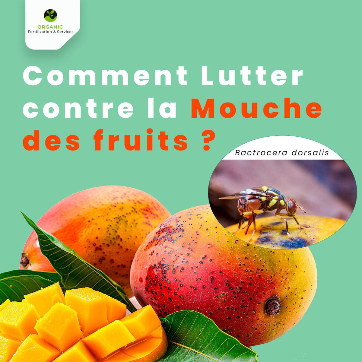 OFertilization's tweet photo. Chaque année, des tonnes de fruits sont détruites par la mouche des fruits, un ravageur redoutable pour les producteurs.

Au lieu de recourir uniquement aux pesticides, pourquoi ne pas explorer des méthodes plus naturelles et durables ? https://t.co/hP0Usha69w