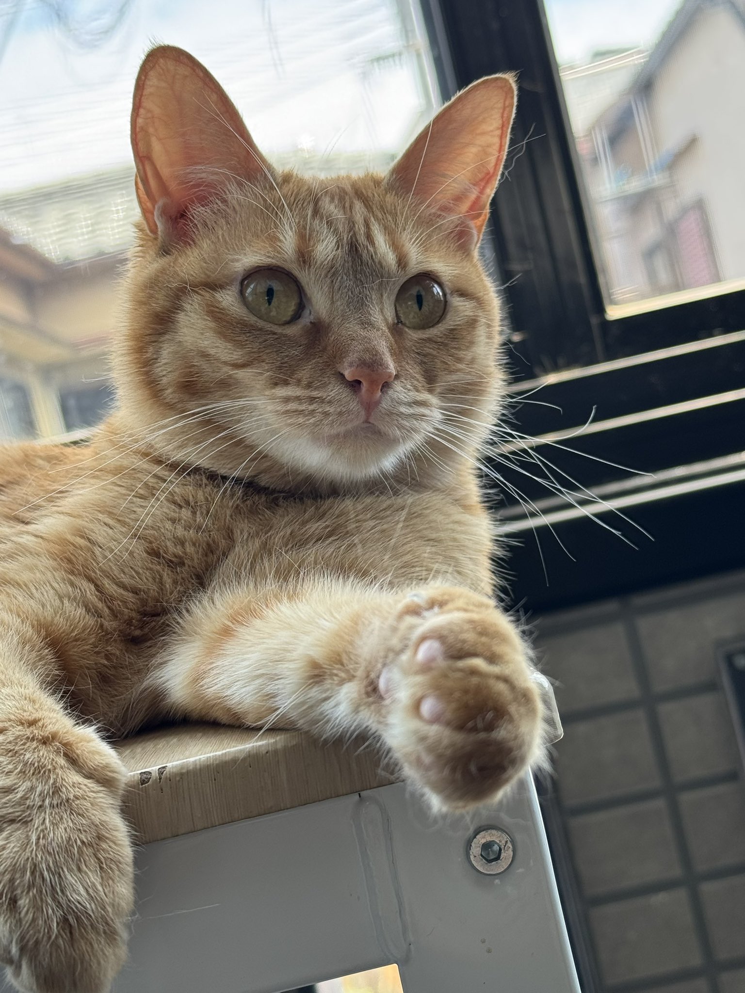 にゃんねこ25匹の猫生活 (@22nekosan) / X