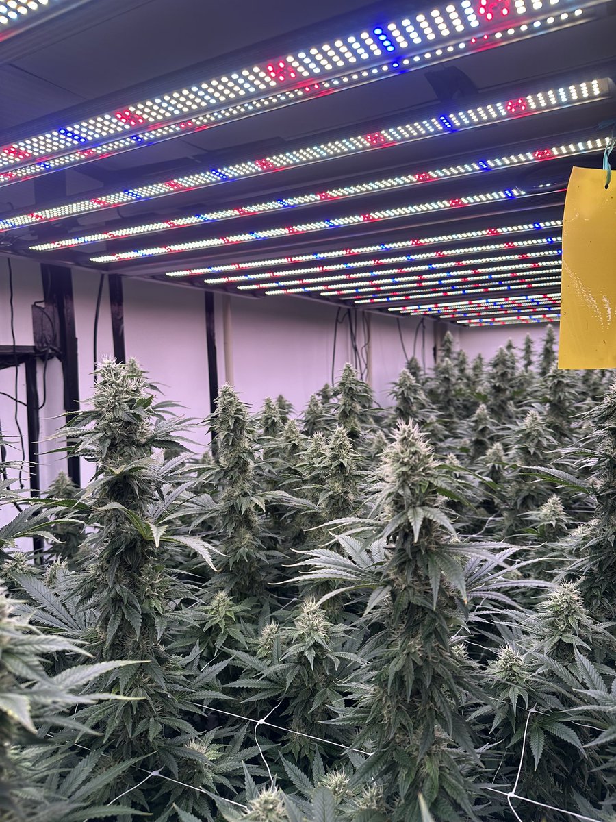 Freakys420's tweet photo. Nectar Fusion - Fifth week of flowering ๐ฎโ๐จ๐๐ฅท
#legalizeit #smokeweed #hashlife #hightimes #flowers #pulsegrow https://t.co/R6lg5AMJd8