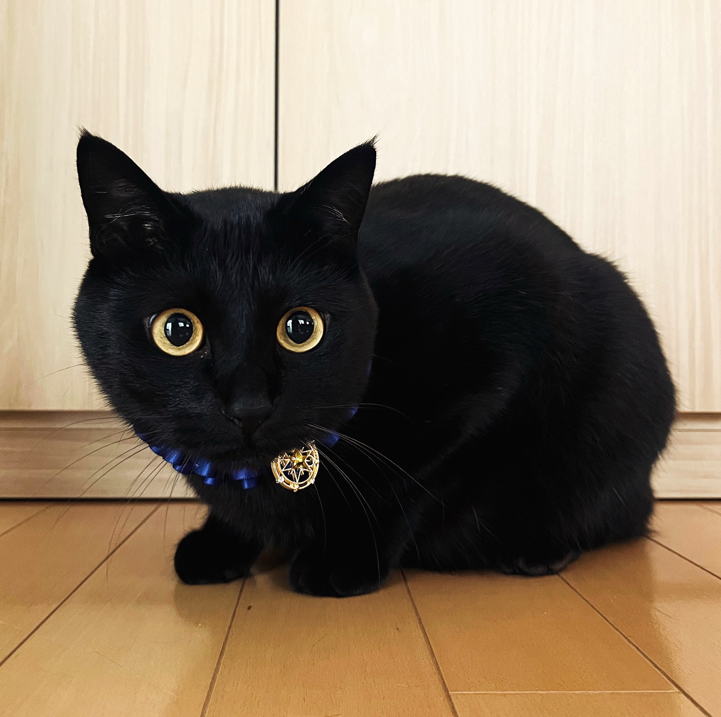 猫ネクタイ（黒猫）｜エースタジオの通販｜&mall（アンドモール
