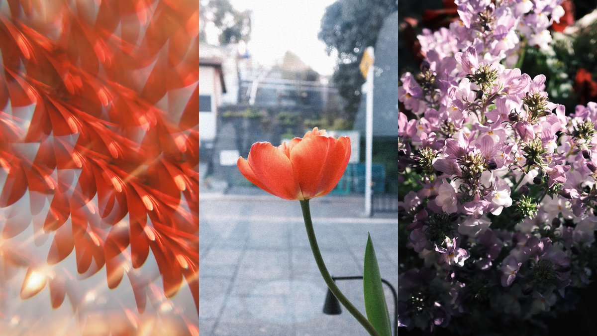 86ca86's tweet image. X halfで切り取る、花と日常スナップ。