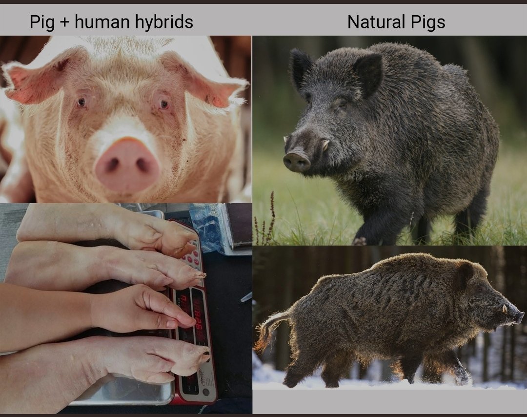 Eating swine is an abomination. Remember, Jesus allowed the devils to enter into the herd of swine (Matthew 8:28-34, Mark 5:1-20).

Why do you think they use pig organs inside people?

God does not change, believe him about eating "swine's flesh" (Isaiah 66:17, Isaiah 65:2-4 KJV)