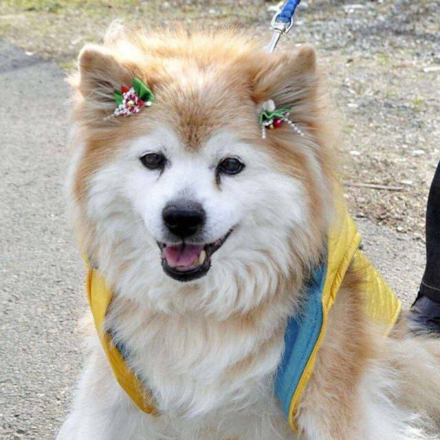 Worlds Oldest Shiba tweet media