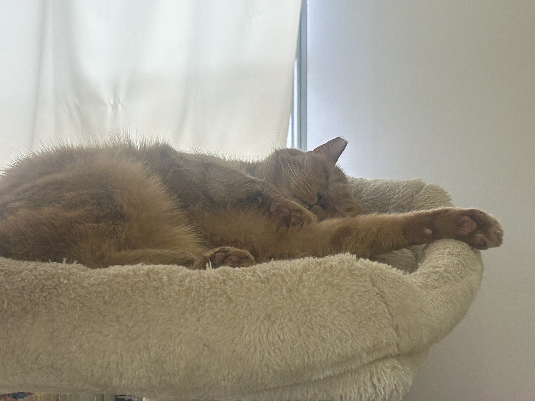 キャットスマック 毛玉吐き戻し軽減 ( 1.8kg )/ : 爽快ドラッグ