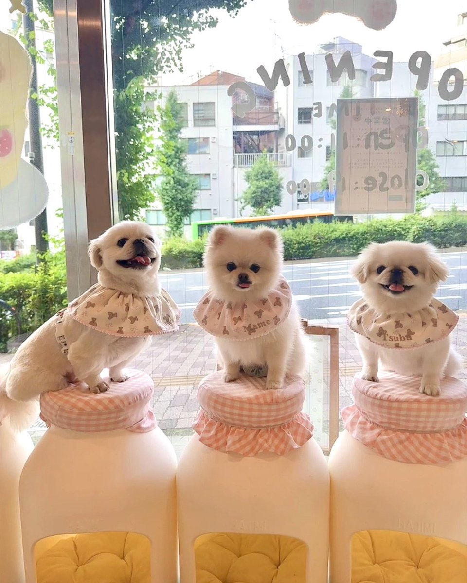 ちくわ( ˊ̱˂˃ˋ̱ ) (@chikuwa_imosuki) / Posts / X