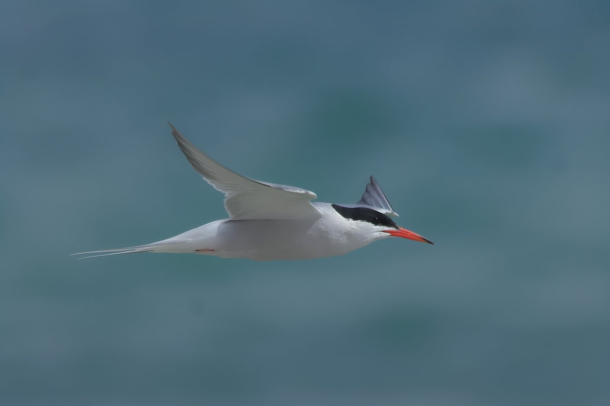 Common Tern in Dorset.