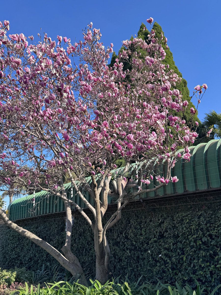 EckardsGarden's tweet image. For over 50 years, our Car Park Magnolia has stood quietly at Eckards, blooming each winter like clockwork. A legacy tree and a reminder of how lucky we are to be part of her story 🌸
#eckardsgarden #legacytree