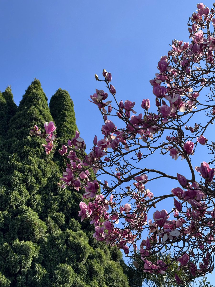 EckardsGarden's tweet image. For over 50 years, our Car Park Magnolia has stood quietly at Eckards, blooming each winter like clockwork. A legacy tree and a reminder of how lucky we are to be part of her story 🌸
#eckardsgarden #legacytree