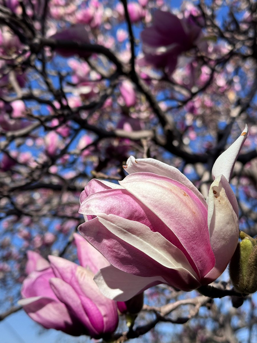 EckardsGarden's tweet image. For over 50 years, our Car Park Magnolia has stood quietly at Eckards, blooming each winter like clockwork. A legacy tree and a reminder of how lucky we are to be part of her story 🌸
#eckardsgarden #legacytree