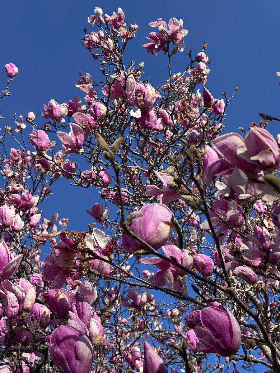 EckardsGarden's tweet image. For over 50 years, our Car Park Magnolia has stood quietly at Eckards, blooming each winter like clockwork. A legacy tree and a reminder of how lucky we are to be part of her story 🌸
#eckardsgarden #legacytree