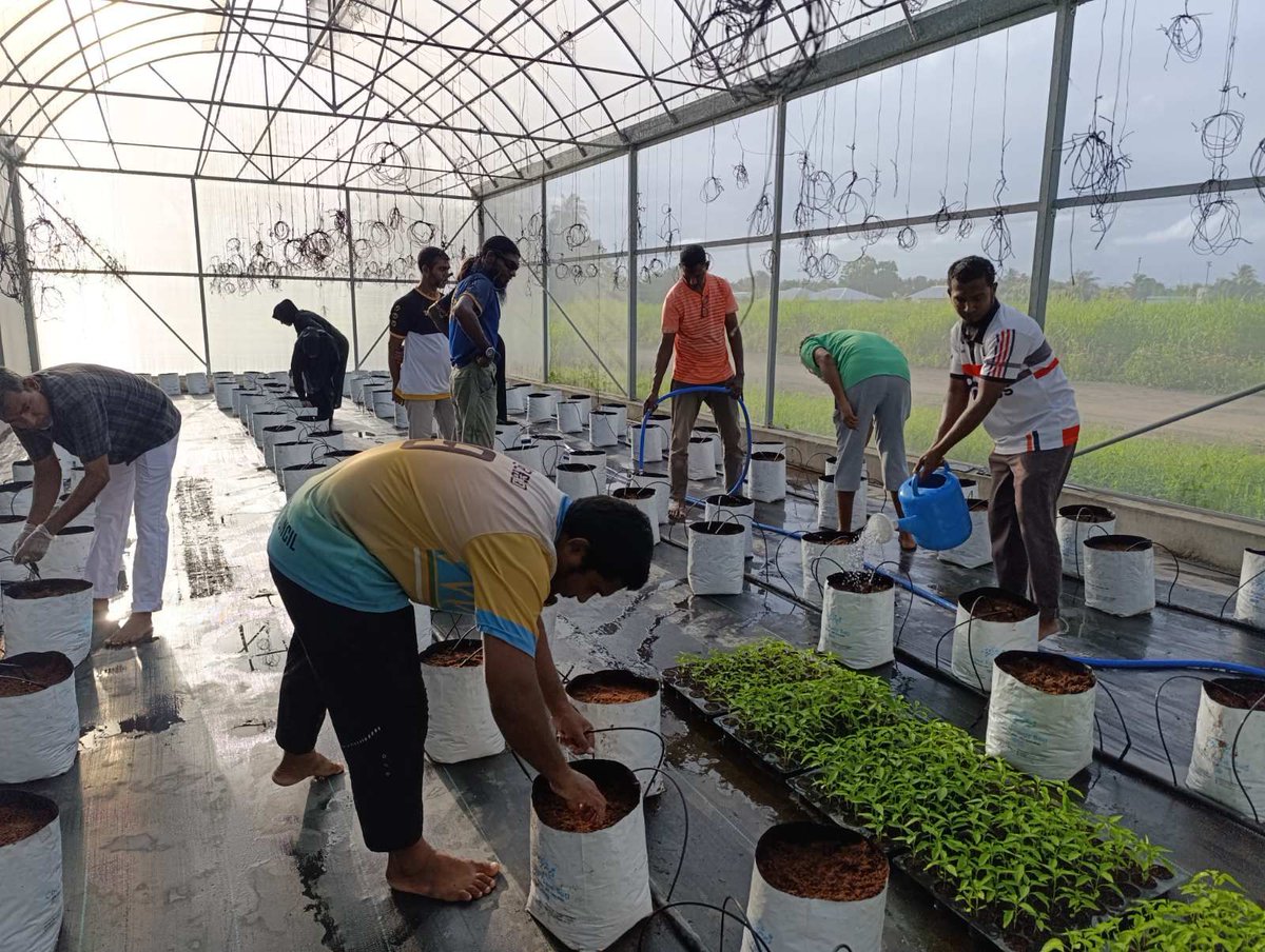 Ministry of Agriculture and Animal Welfare (@maawmv) on Twitter photo Maldives Agribusiness Program's (MAP) <a href="/AgriBusinessMV/">Maldives Agribusiness Programme</a> Technical training at Sh. Narudhoo greenhouse continued, with both theoretical sessions and practical activities focused on chili transplanting. Maldives Agribusiness Program's (MAP) <a href="/AgriBusinessMV/">Maldives Agribusiness Programme</a> Technical training at Sh. Narudhoo greenhouse continued, with both theoretical sessions and practical activities focused on chili transplanting.
