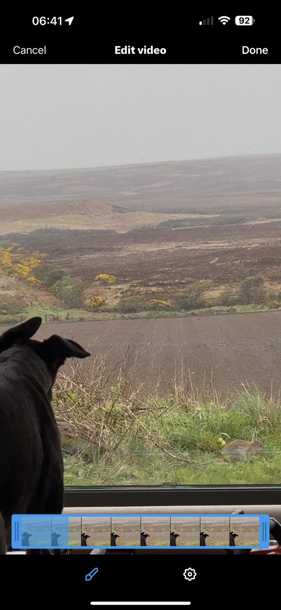 paddythegreyt's tweet image. ⸻
It’s #RabbitWeek! 
Today’s agenda:
✔ Spot the rabbit
✔ Pretend I wasn’t thinking anything suspicious
✔ Maintain a respectful 2-metre stare
No rabbits were harmed even though I’ve been licking my lips! 💙🐾🐾
#RabbitWeek #GreyhoundLife  #PaddyVsRabbit #BunnyWatch2025