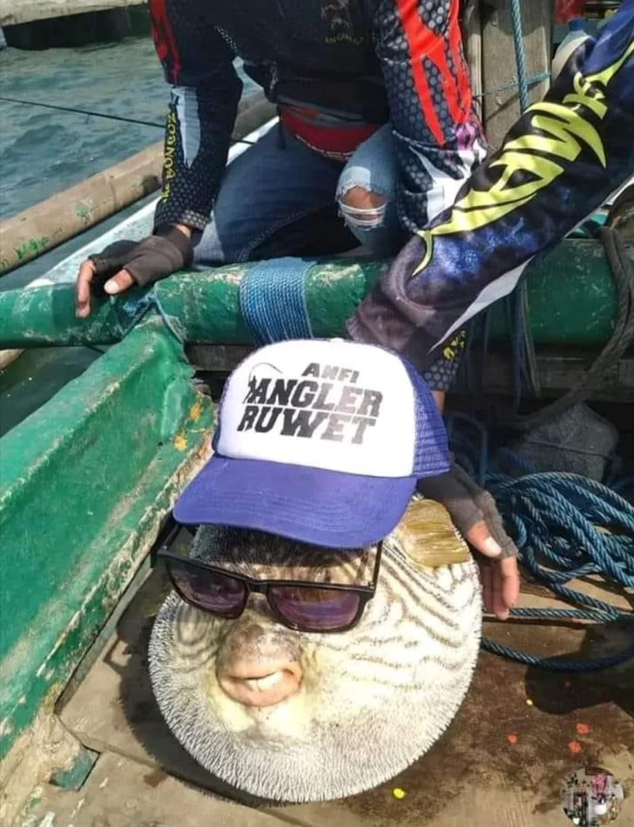 Edixv1's tweet photo. @hyl0ki @Einin177 @Nikolakrc @Wariosousballon @avocateemotive @YRT_TV regardez ce poisson cool https://t.co/l3Llw4b4AP