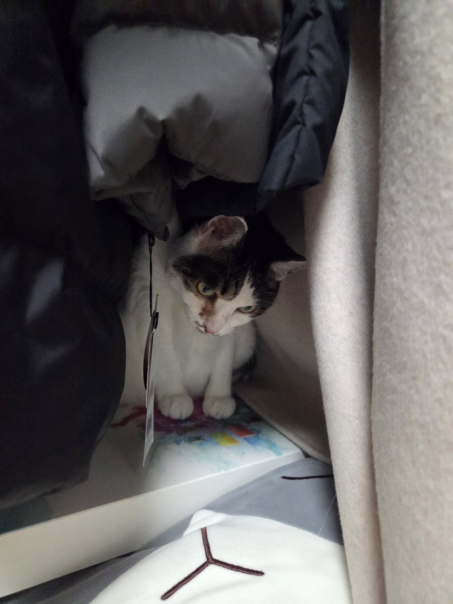 BoreumChu's tweet photo. 오랜만에 온 김에 사고뭉치 츄츄😼 https://t.co/H4BFBBPUdL