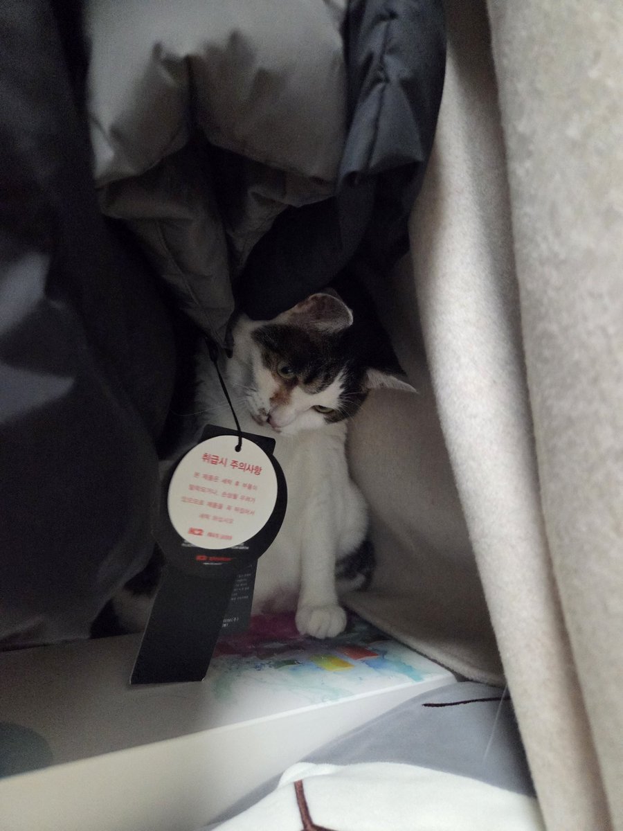BoreumChu's tweet photo. 오랜만에 온 김에 사고뭉치 츄츄😼 https://t.co/H4BFBBPUdL