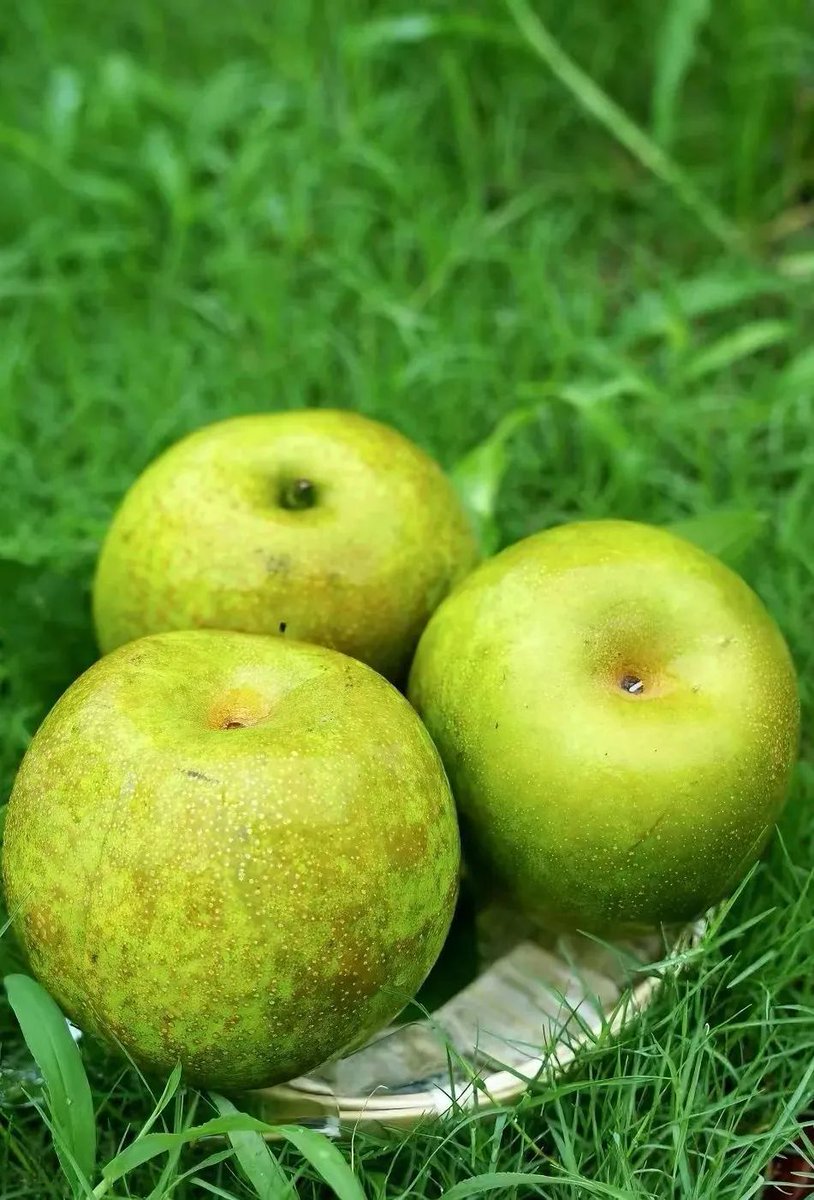 InnovativeBinhu's tweet photo. In Wuxi's Binhu district,🧊summer cooling isn't just air conditioning🌬️. Traditional pickled foods🥢like green soybeans, chicken gizzards, and seasonal fruits such as peaches🍑and grapes🍇offer a tasty way to beat the heat🥵. Try them and enjoy refreshing relief🙌! https://t.co/hLKYKT4tBo