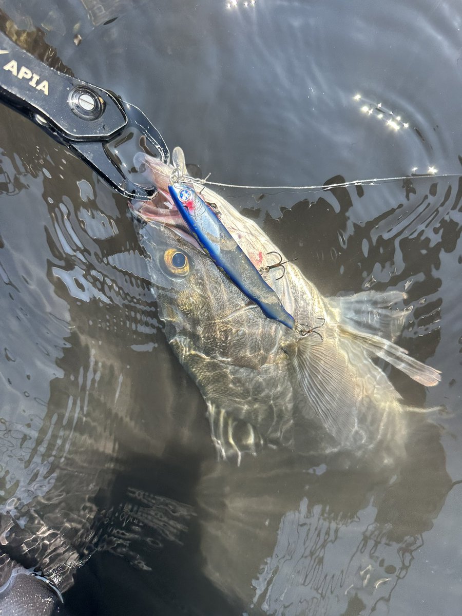 魚です❣️0605 BlueBlueFishing - অনুসন্ধান / X