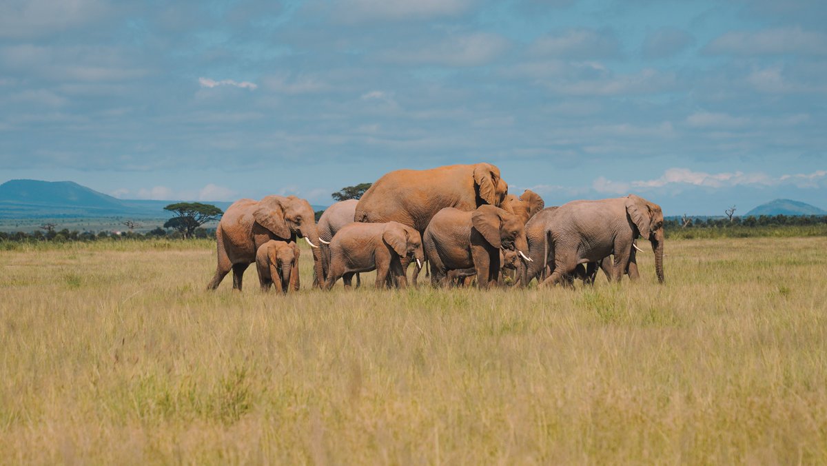 Mariamsekh tweet media