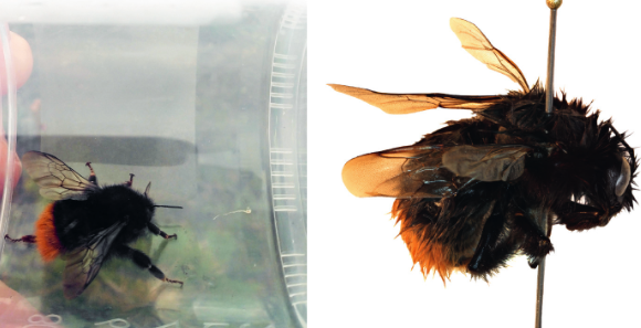 AntipaJournal's tweet photo. Researchers present records of Bombus mastrucatus in the Murmansk Region of Russia and suggest its distribution in the region is likely limited from Kandalaksha to the south of the Kola Peninsula along the Kandalaksha Gulf.

🔗 https://t.co/uSNsmRKF9E 

#Hymenoptera https://t.co/DgLGDO1i10