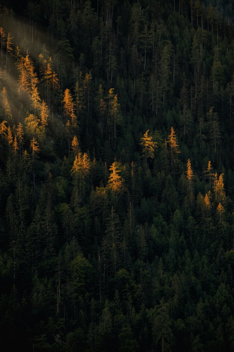 earthcurated's tweet image. 🍃✨