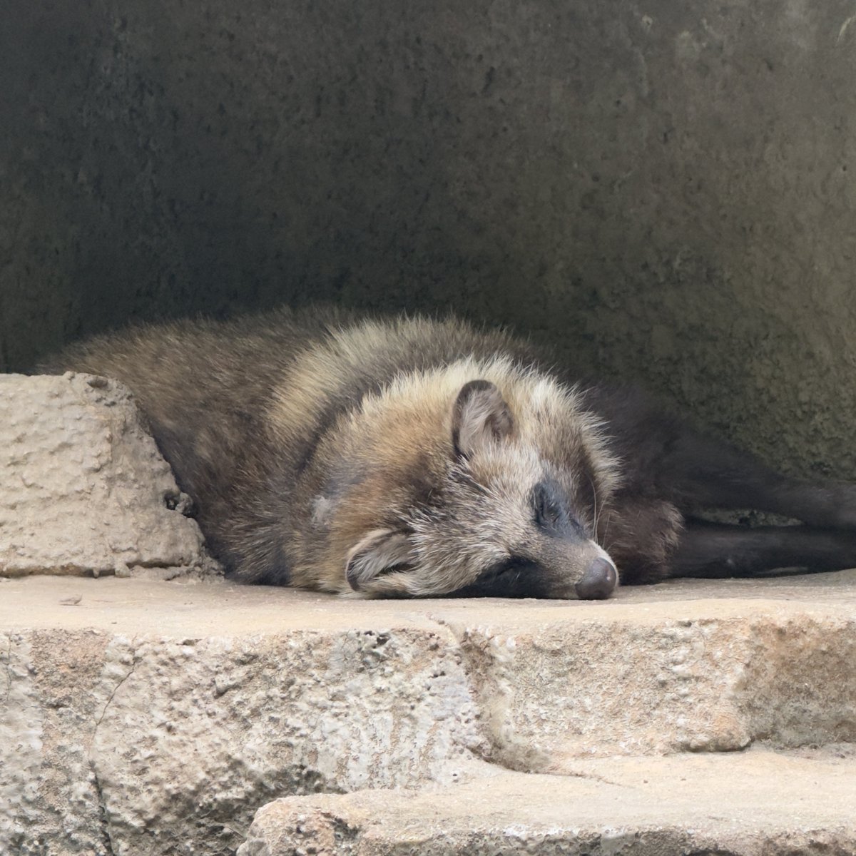 moutezcbm's tweet image. 暑いね💦お疲れさま🥵
#天王寺動物園 #ホンドタヌキ #さん