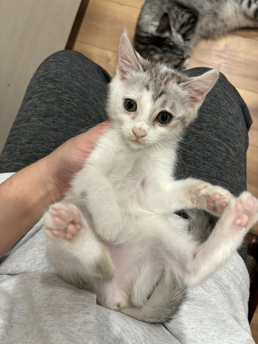 【お願い】
子猫の保護が続いております💦
緊急性のある子、治療が必要な子、多頭飼育崩壊レスキュー…みんな命を繋ぐために保護しました。
里親募集するまでにワクチン接種、抗体検査、通院などで医療費がかかります。ご無理ない範囲で支援していただけますと助かります🙇‍♀️
nekonote.or.jp/donation/