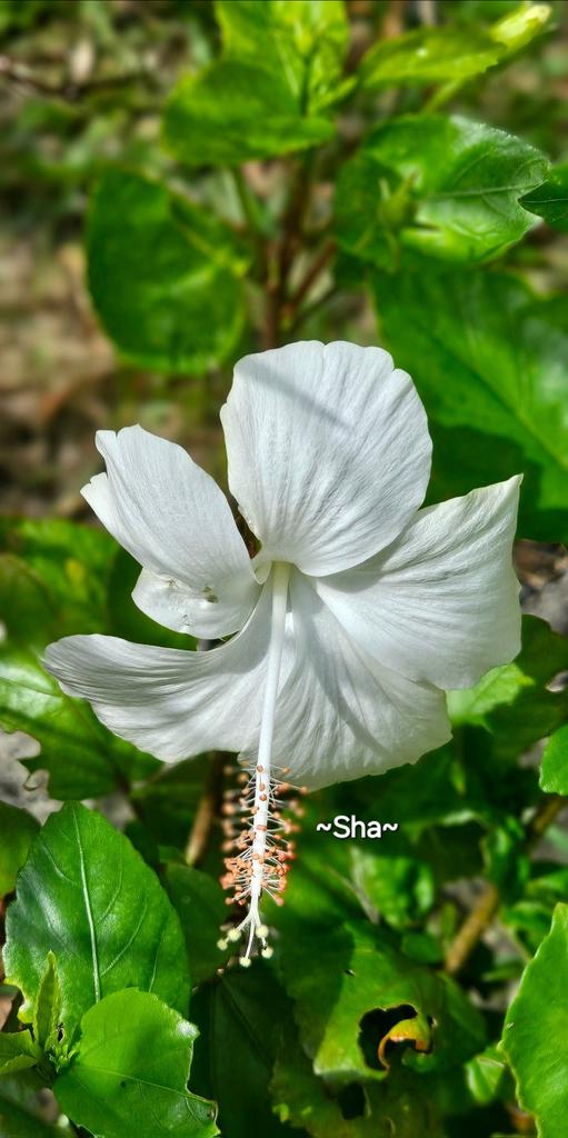❤️GENUINE HEARTS❤️
 Just as a mirror reflects images, the heart reflects the divine reality when it is pure and free from impurities💕
🌸Imam al-Ghazali🌸

🇲🇾❤️~My garden~white hibiscus evokes a sense of purity, innocence and grace😘