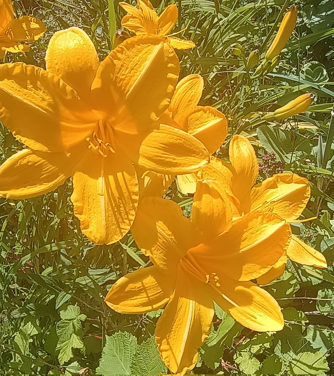 It's Wednesday! This was a heat-hazy yesterday, but we have a drop of rain this morning, which is great 👏😊 Enjoy your day if you can folks 🇺🇦💙💛🙏