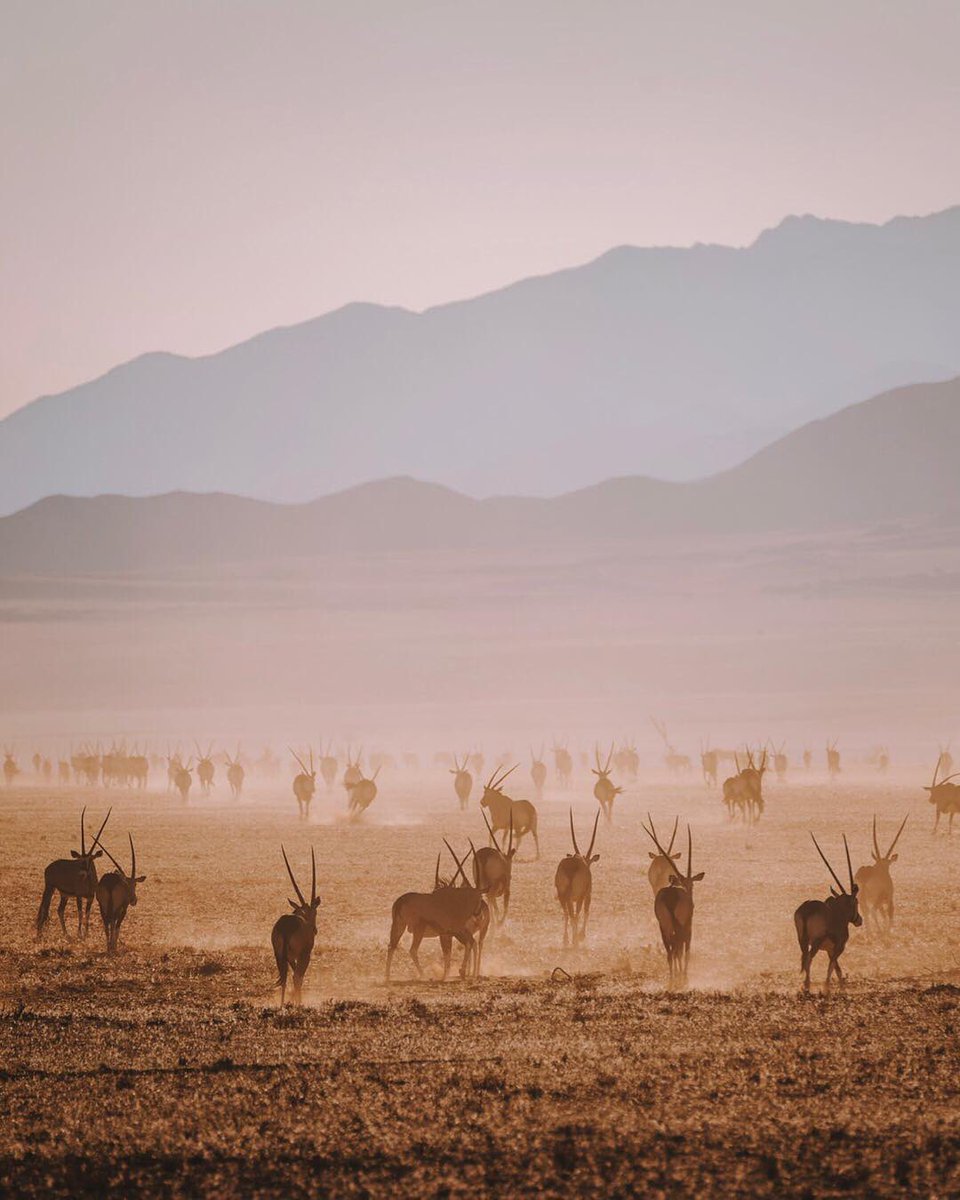 earthcurated's tweet photo. The plains of Namibia, Africa. https://t.co/iUuclbofRu
