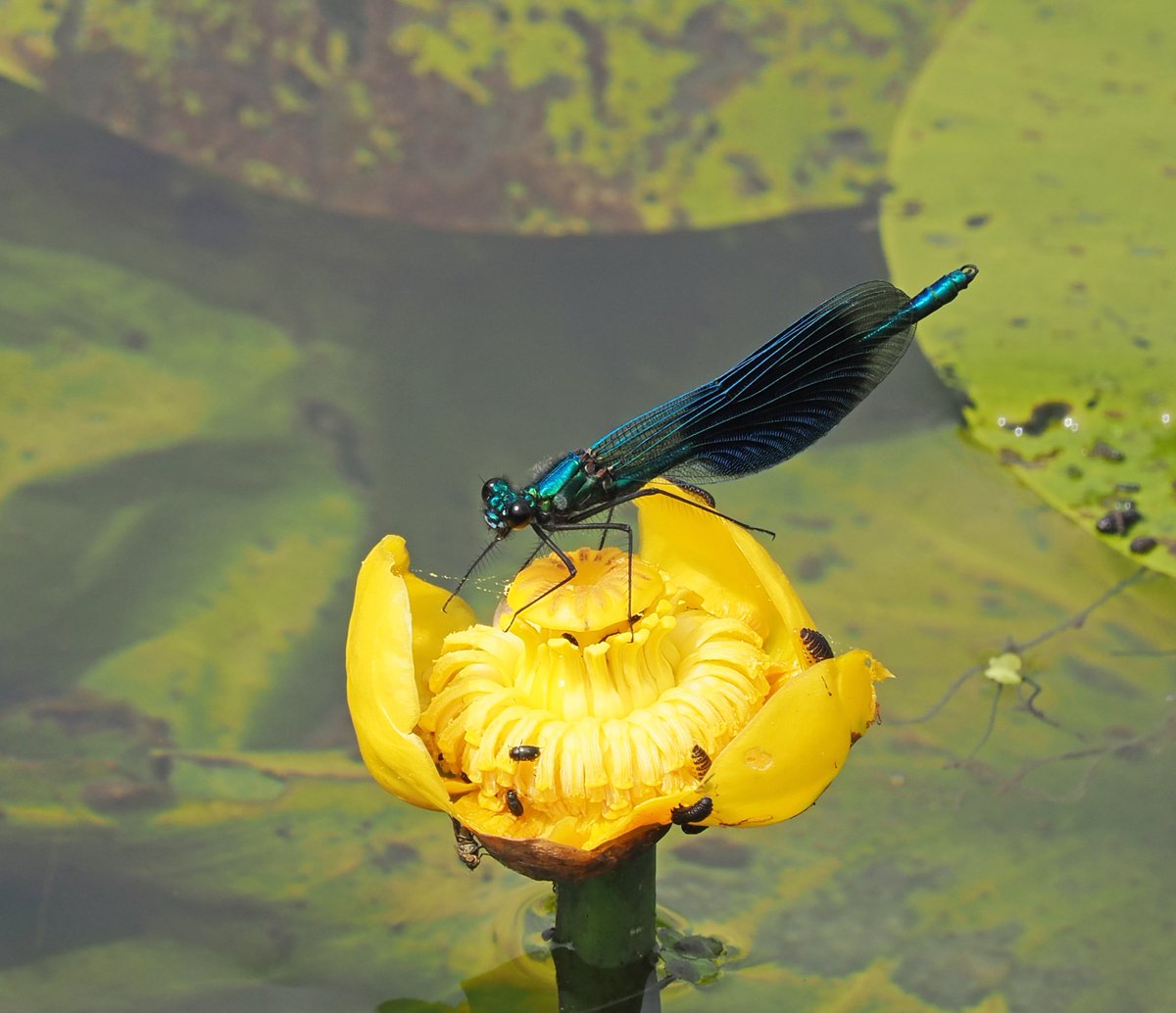 Mike Smith (@mikecsmiffy) on Twitter photo Male Banded Demoiselle resting on a water lily flowers at Eastbridge, Suffolk
#dragonfly #dragonflies #wildlife #wildlifephotography #nature #naturephotography
<a href="/BDSdragonflies/">British Dragonfly Society</a> <a href="/suffolkwildlife/">SuffolkWildlifeTrust</a> <a href="/NatureUK/">NatureUK</a> <a href="/BBCSpringwatch/">BBC Springwatch</a> Male Banded Demoiselle resting on a water lily flowers at Eastbridge, Suffolk
#dragonfly #dragonflies #wildlife #wildlifephotography #nature #naturephotography
<a href="/BDSdragonflies/">British Dragonfly Society</a> <a href="/suffolkwildlife/">SuffolkWildlifeTrust</a> <a href="/NatureUK/">NatureUK</a> <a href="/BBCSpringwatch/">BBC Springwatch</a>