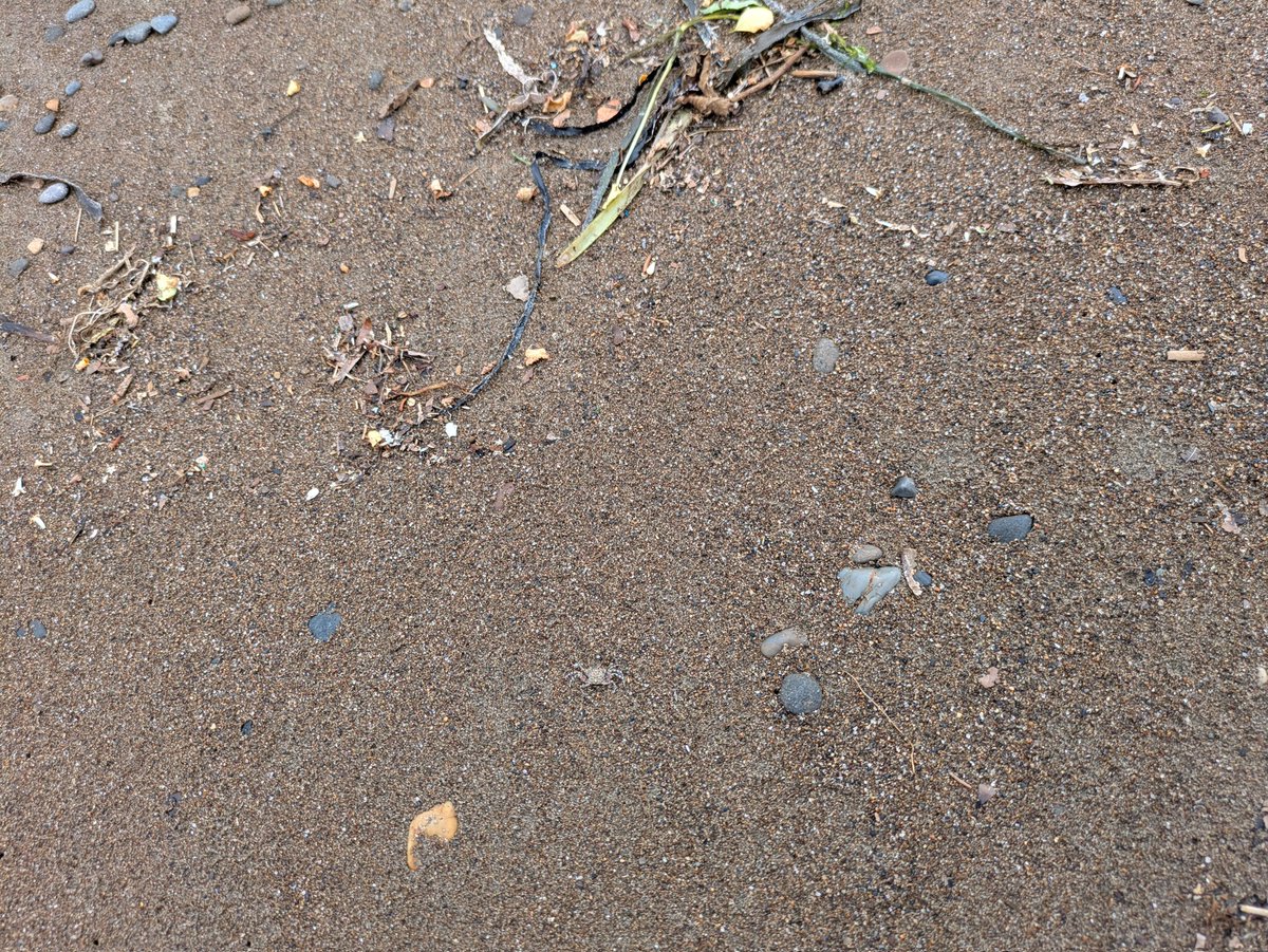 amsumiyoshi's tweet image. ビーチコーミング中、小さなカニを見つけました🦀